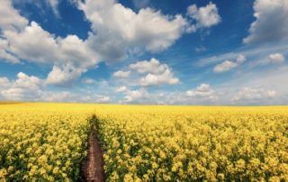 Agriculteurs : les aides à la production d’espèces riches en protéines bientôt disponibles