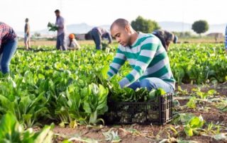 Travailleurs agricoles occasionnels : renonciation à l’exonération de cotisations d’ici fin mars