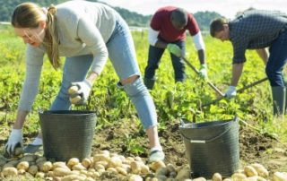 Une convention collective nationale pour la production agricole et les Cuma