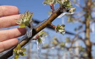 Prise en charge des cotisations sociales des agriculteurs victimes du gel