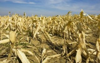 Agriculture : un nouveau régime pour l’assurance récolte