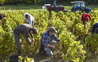 Travailleurs agricoles occasionnels : une option pour la réduction Fillon d’ici fin mars