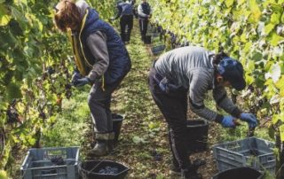 Travailleurs occasionnels agricoles : l’exonération spécifique prolongée d’un an