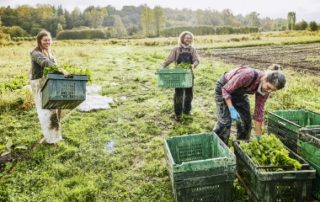 Travailleurs occasionnels agricoles : l’exonération spécifique prolongée de 3 ans