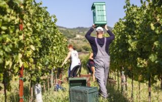 Travailleurs agricoles occasionnels : option pour la réduction générale des cotisations