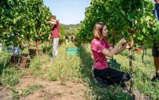 Récoltes manuelles AOC et IGP et travail le dimanche